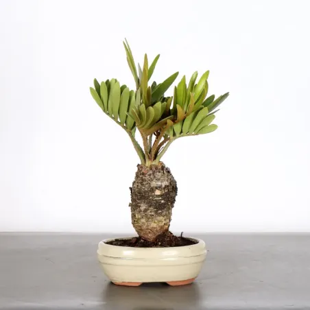 ZAMIA 1-14
