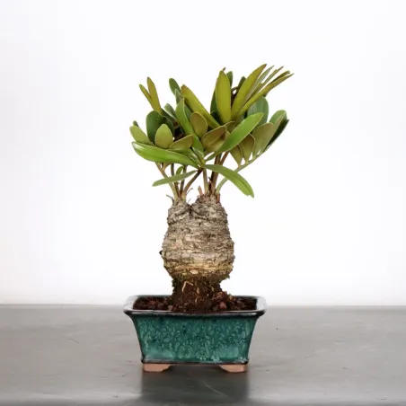 ZAMIA 1-15