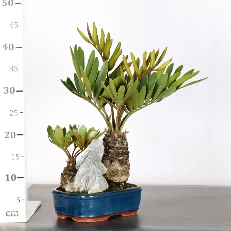 image supplémentaire - ZAMIA 1-17