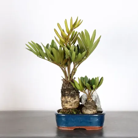 ZAMIA 1-17