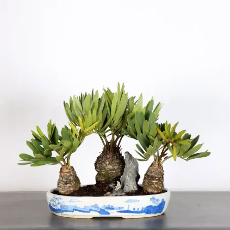 ZAMIA 1-18