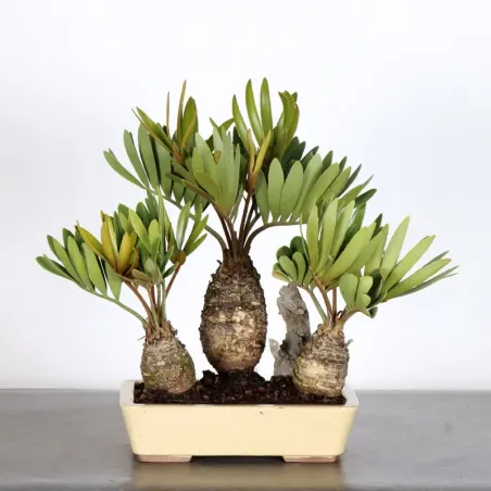 ZAMIA 1-19