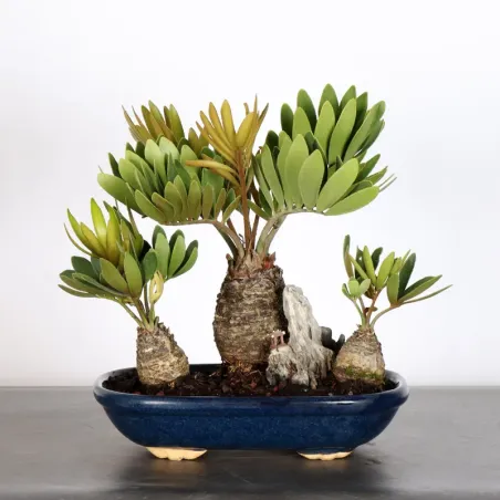 ZAMIA 1-20