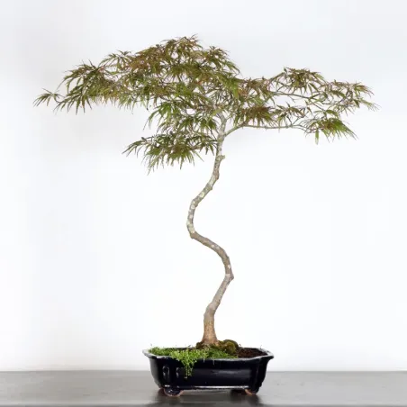 image supplémentaire - BONSAI ACER DISSECTUM "RED...