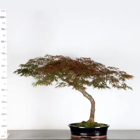 image supplémentaire - ÉRABLE DU JAPON "ACER...