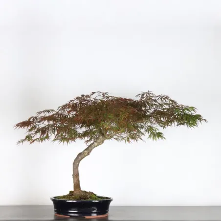 ACER DISSECTUM "RED GARNET" 1-11
