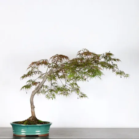 image supplémentaire - ÉRABLE DU JAPON "ACER...