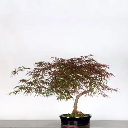 image supplémentaire - ÉRABLE DU JAPON "ACER...
