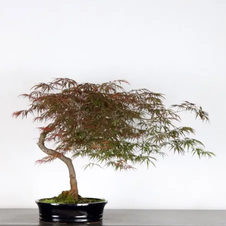 ÉRABLE DU JAPON "ACER DISSECTUM RED GARNET" 2-3