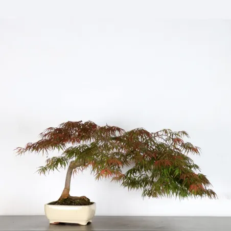 image supplémentaire - ACER DISSECTUM "RED GARNET"...