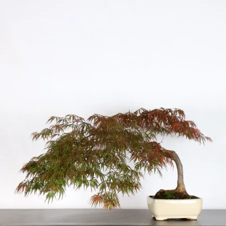 ÉRABLE DU JAPON "ACER DISSECTUM RED GARNET" 2-2