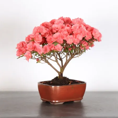 image supplémentaire - BONSAI AZALÉE JAPONAISE 1-2