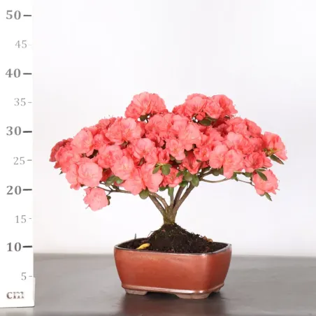 image supplémentaire - JAPANESE AZALEA 2-10