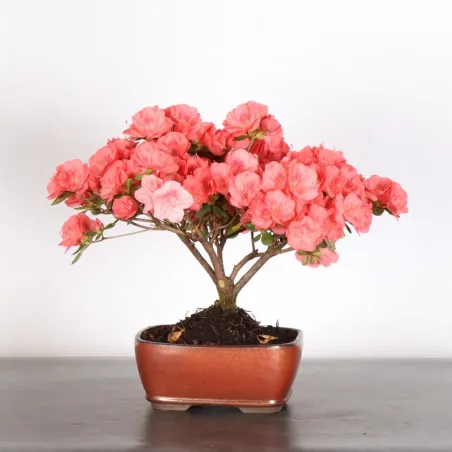 JAPANESE AZALEA 2-10