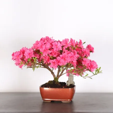 JAPANESE AZALEA  2-12