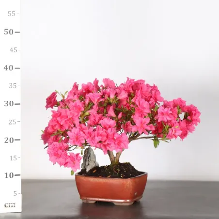 image supplémentaire - JAPANESE AZALEA  2-12