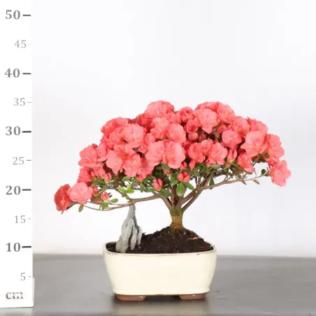 image supplémentaire - BONSAI AZALÉE JAPONAISE 2-8