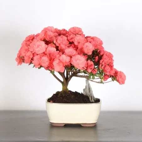 Bonsai Azalée