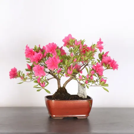 BONSAI JAPANSE AZALEA "AZALEA" 3-7