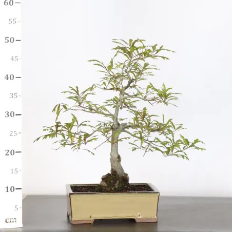image supplémentaire - OAK "QUERCUS PALUSTRIS" 1-4