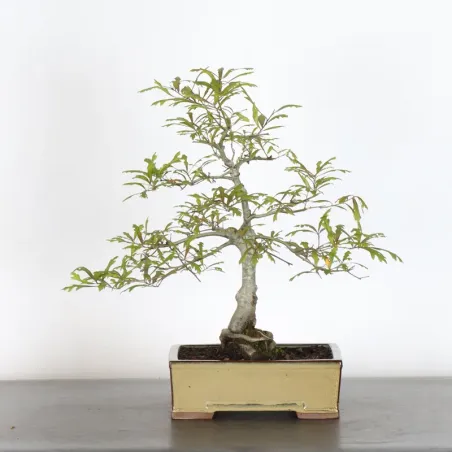 OAK "QUERCUS PALUSTRIS" 1-4