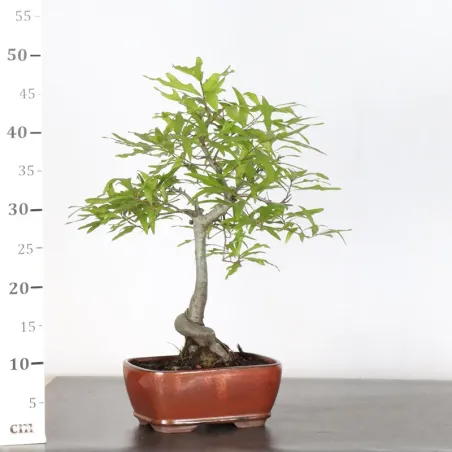 image supplémentaire - Oak "quercus palustris" 2-7