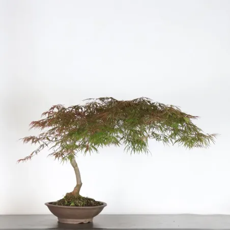 ACER DISSECTUM "RED GARNET" 2-1