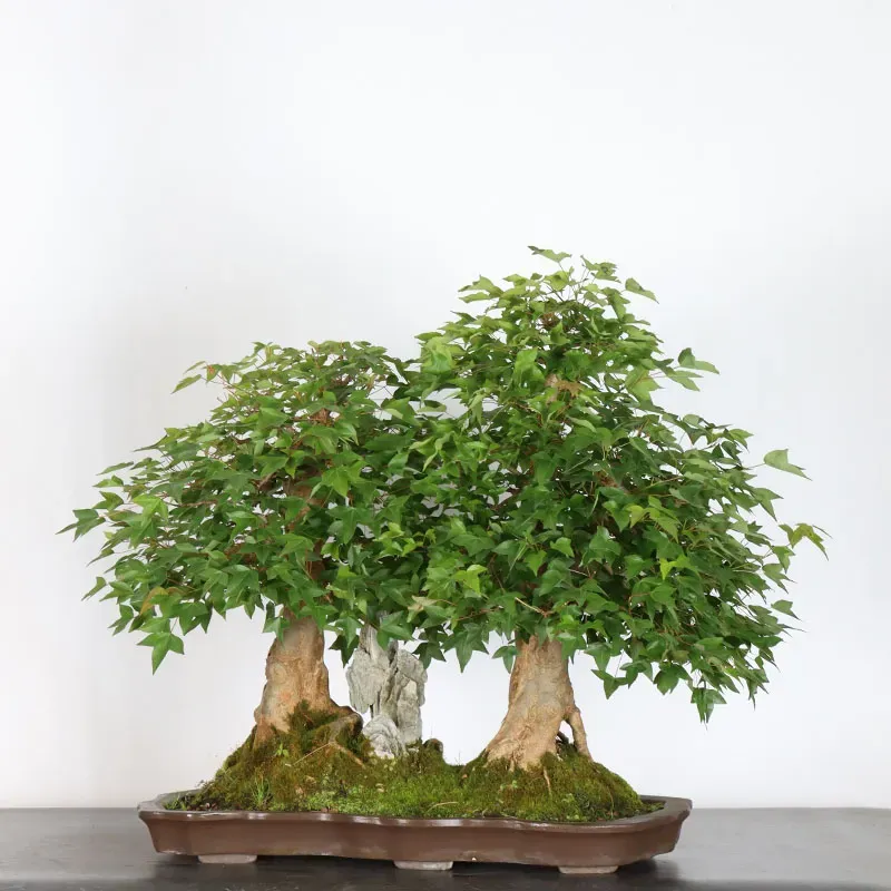 Bonsai Maple Burger AB-3-8