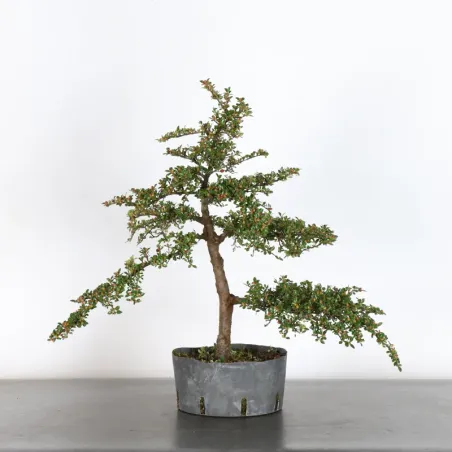 Bonsai Cotoneaster