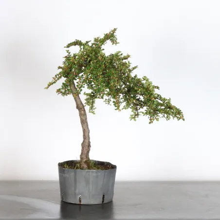 Bonsai Cotoneaster