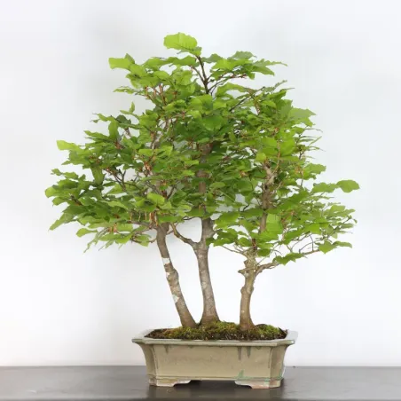 FORÊT DE HÊTRE "FAGUS SYLVATICA" 2-3