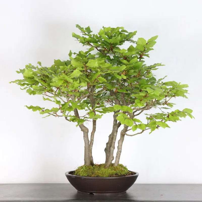FORÊT DE HÊTRE "FAGUS SYLVATICA" 2-4