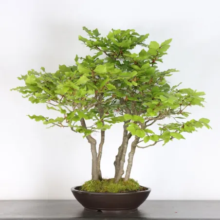 FORÊT DE HÊTRE "FAGUS SYLVATICA" 2-4