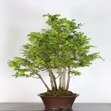FORÊT DE HÊTRE "FAGUS SYLVATICA" 2-5