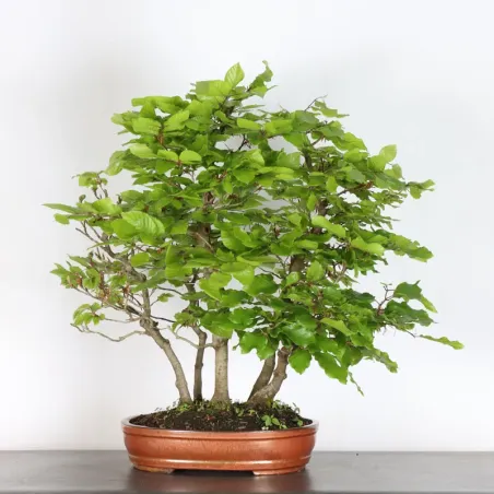 Bonsai Hêtre 1-7