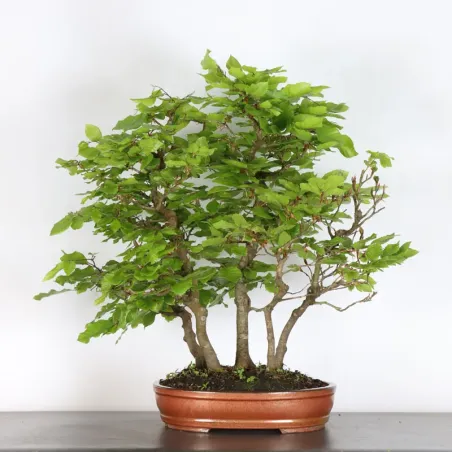 image supplémentaire - Forêt de hêtre "fagus...
