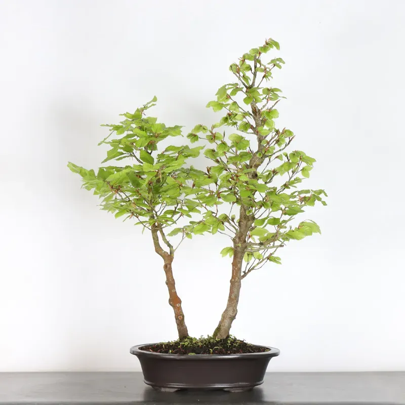 image supplémentaire - BEECH "FAGUS SYLVATICA" 1-9
