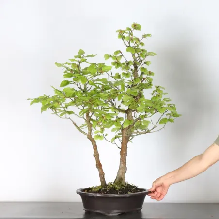Bonsai Hêtre H-1-9