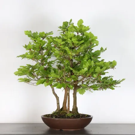 HÊTRE "FAGUS SYLVATICA" 1-10