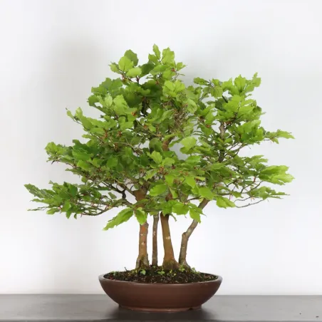 image supplémentaire - BEECH "FAGUS SYLVATICA" 1-10