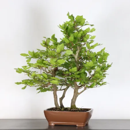 HÊTRE "FAGUS SYLVATICA" 1-12