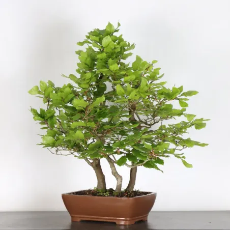 image supplémentaire - HÊTRE "FAGUS SYLVATICA" 1-12