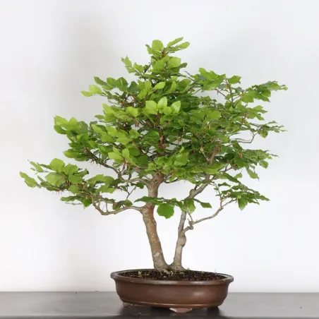BEECH "FAGUS SYLVATICA" 1-13