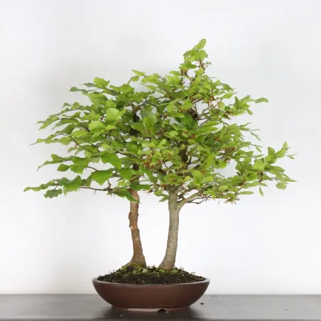BEECH "FAGUS SYLVATICA" 1-14