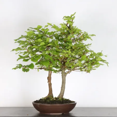 image supplémentaire - HÊTRE "FAGUS SYLVATICA" 1-14