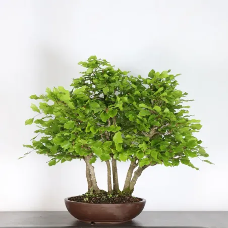 FORÊT DE HÊTRE "FAGUS SYLVATICA" 2-2
