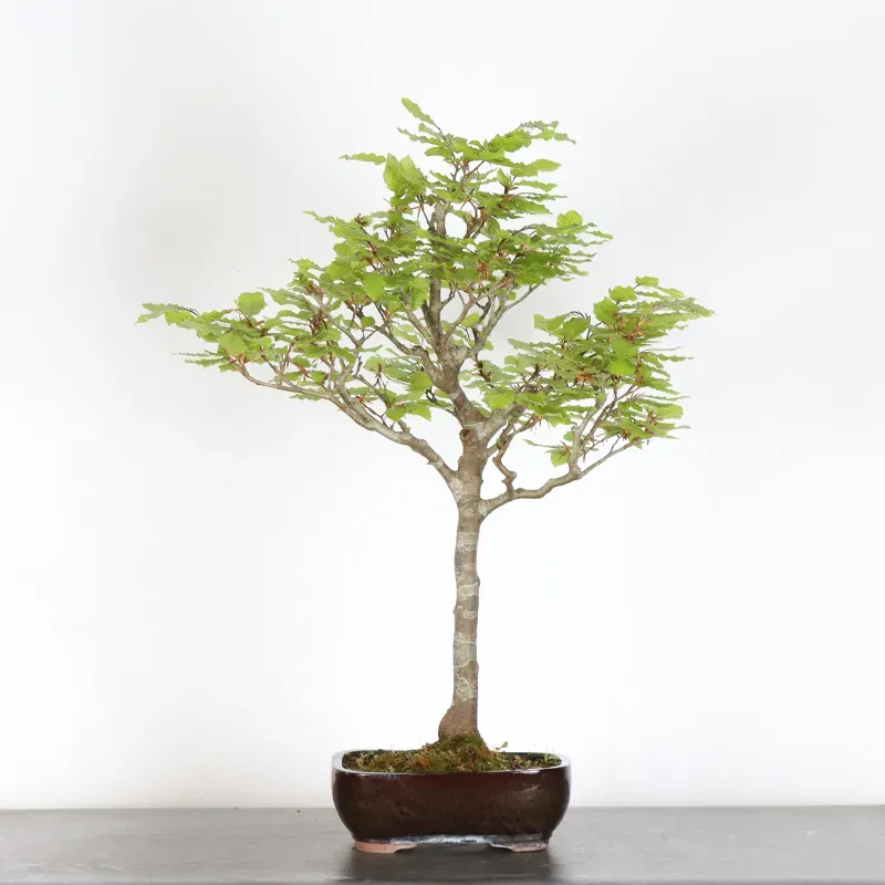 Bonsai Beech H-1-9