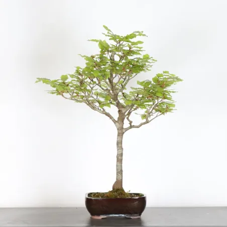 Bonsai Beech H-1-9