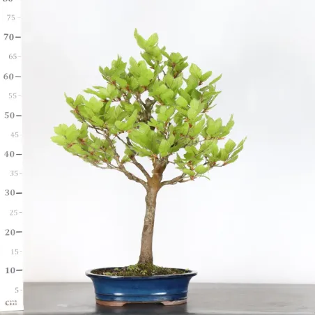image supplémentaire - HÊTRE "FAGUS SYLVATICA" 2-10