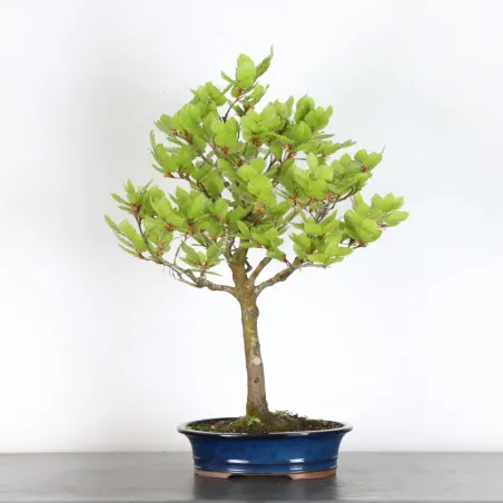 Bonsai Hêtre H-1-9